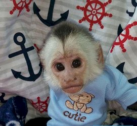 Mono capuchino bebes macho y hembra en adopcion gratis