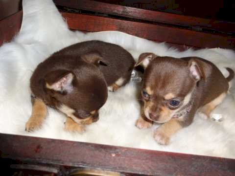 Chihuahua bebe recien nacido macho en venta