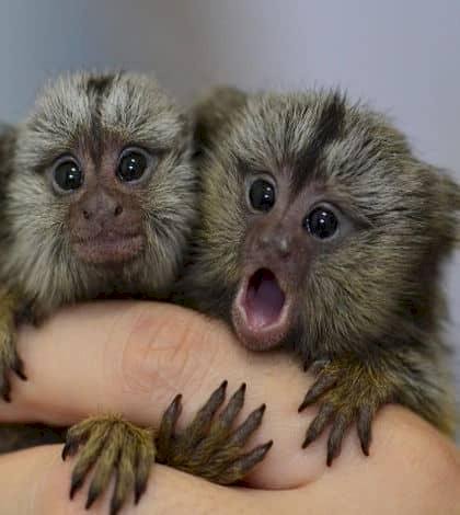 Monos tití pigmeo en venta